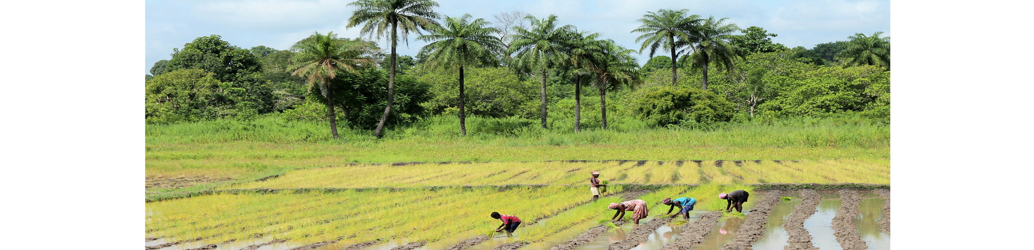 La République de Guinée-Bissau bénéficie de l’extension de l’ISSD